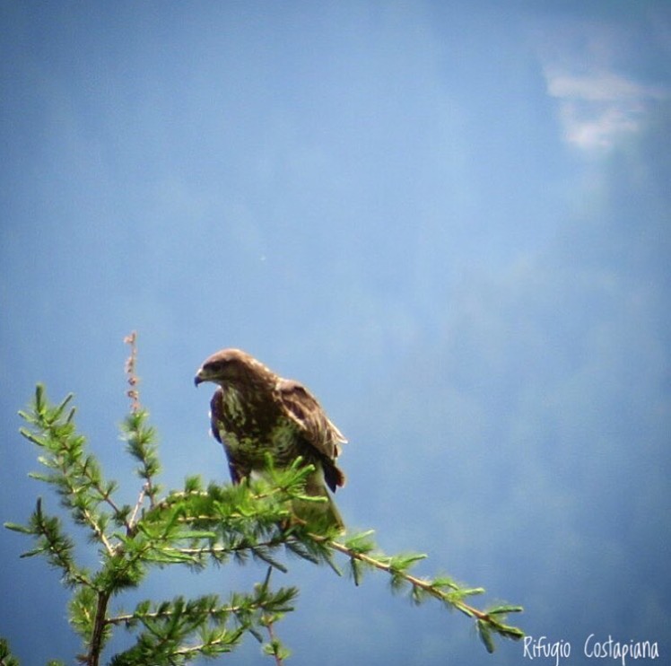 immagini/galleria natura/FullSizeRender 6 - Rifugio Costapiana - Valle di Cadore